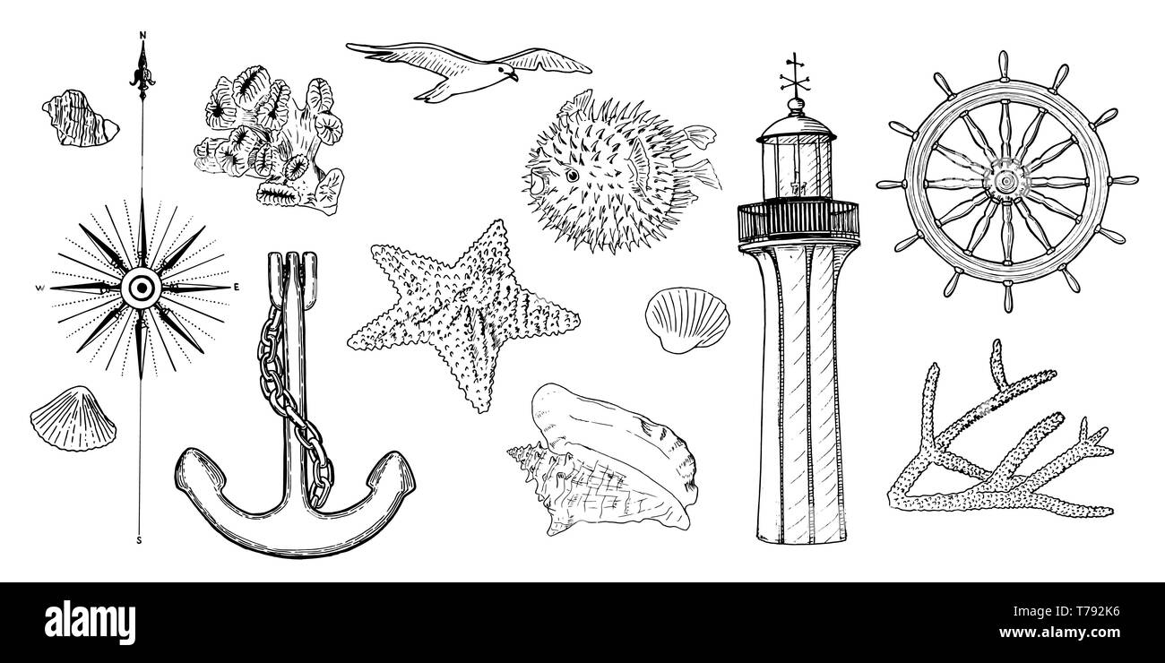 Naval set simboli nautici. I gabbiani, Helm, volante, ancoraggio, Light house, corallo, shell, rosa dei venti, swellfish, stella di mare, stelle marine, Illustrazione Vettoriale