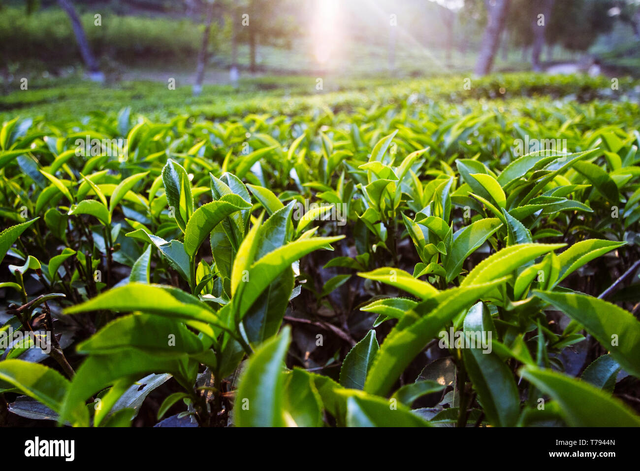 Sreemangal, sylhet, Bangladesh : tenuta di tè in Srremangal. Con una produzione di oltre il 3% globale di produzione di tè, il Bangladesh è il dodicesimo posto t Foto Stock