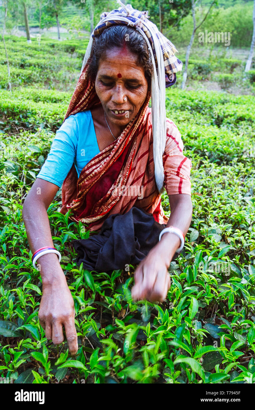 Sreemangal, sylhet, Bangladesh : Una donna raccoglie fresche foglie di tè in una piantagione di tè in Srremangal Upazila. Con una produzione di oltre il 3 per cento di global t Foto Stock