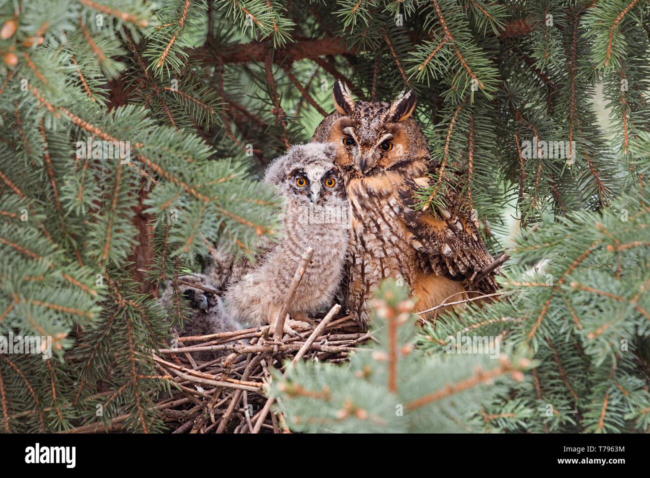 Per adulti e bambini gufo comune, asio otus, seduto su un nido di conifere vicino insieme. La famiglia degli animali con la protezione della Madre e carino berlina Foto Stock