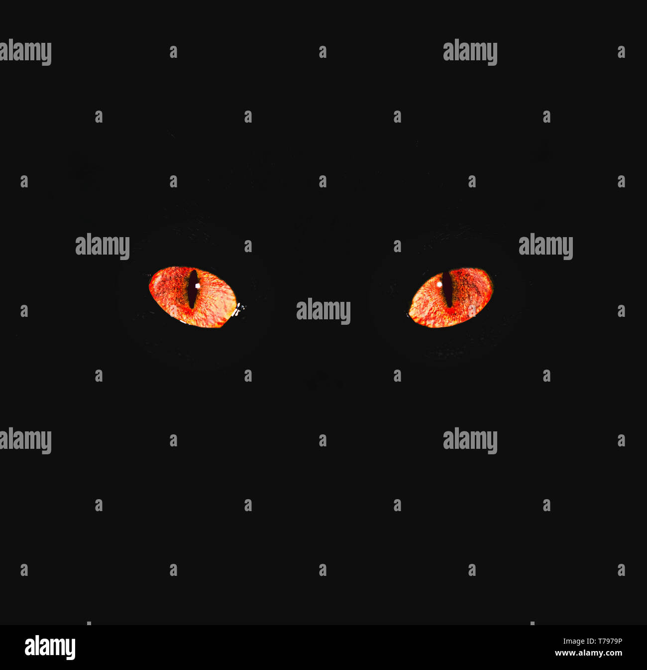 Un gatto occhi rossi bagliore luminoso nel buio, il convogliamento di una atmosfera di minaccia e di paura Foto Stock