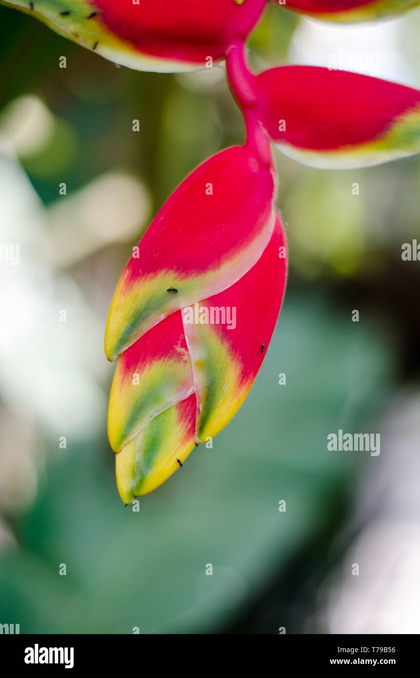 Infiorescenza vibrante di un bellissimo heliconia o falso uccello del paradiso fiore Foto Stock