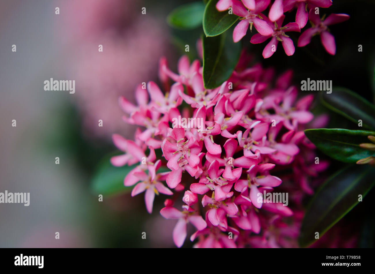 West Indian Jasmine Foto Stock