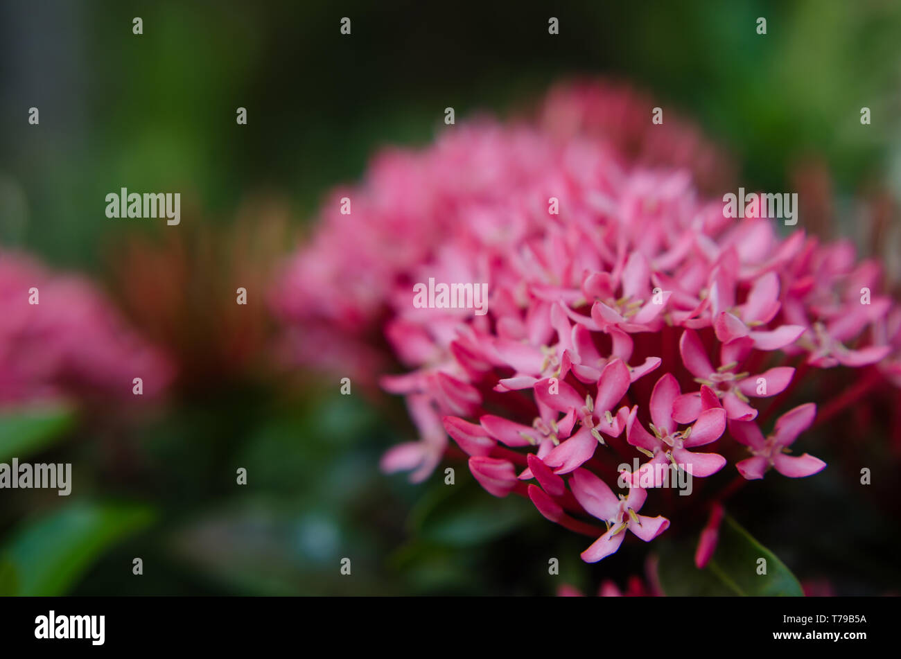 West Indian Jasmine Foto Stock