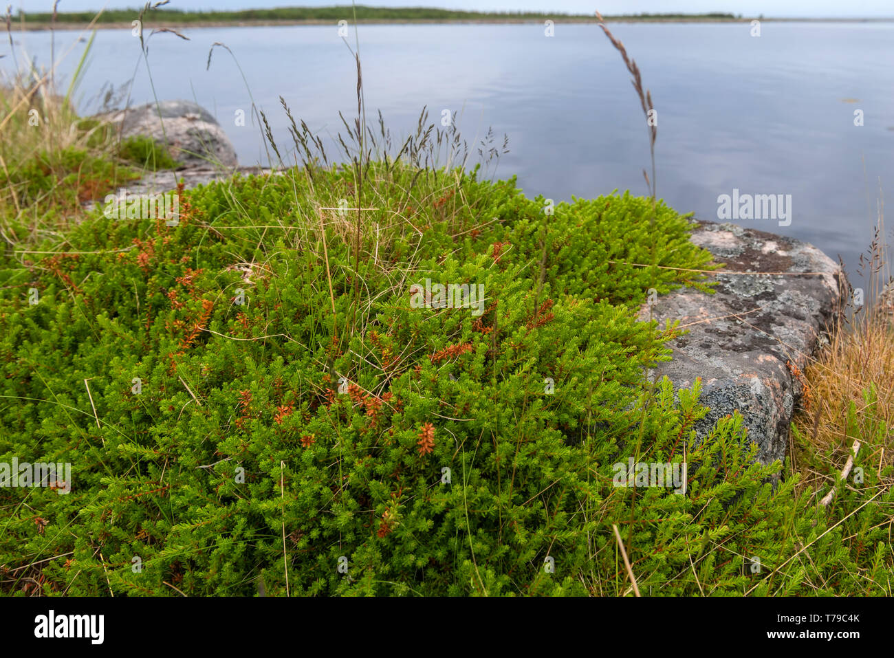 Moss copre la costa rocciosa del Mare Bianco Foto Stock