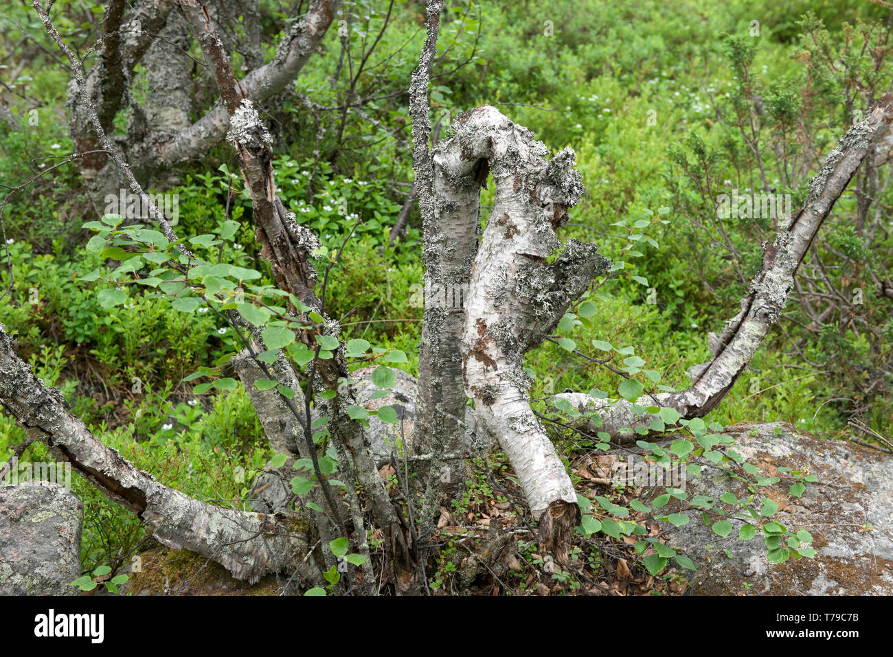 Il moncone di vecchio rotto secco betulla Foto Stock