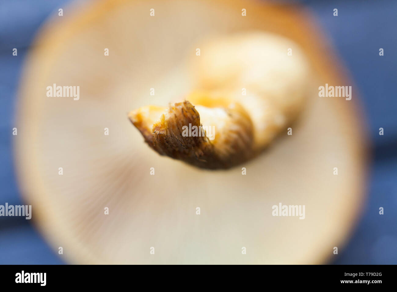 Close up macro immagine selvatiche di fungo bianco da giardino d'autunno. parti del fungo sono la messa a fuoco e altre parti sfocate. Foto Stock