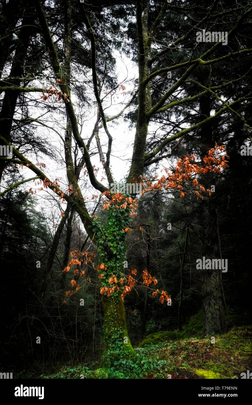 Albero in primavera Foto Stock