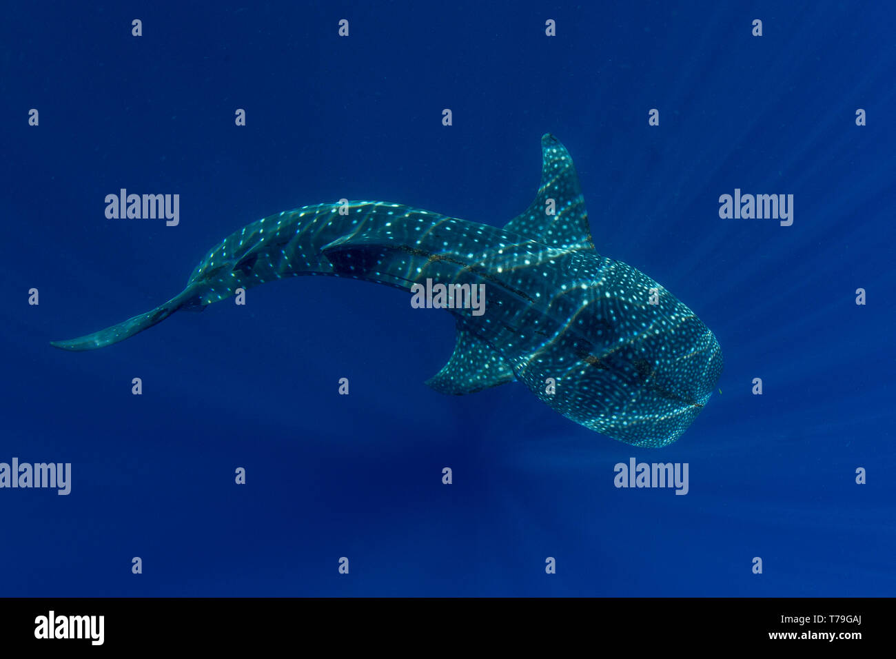 Squalo balena (Rhincodon typus ), Honda Bay, Puerto Princesa, PALAWAN FILIPPINE. Foto Stock