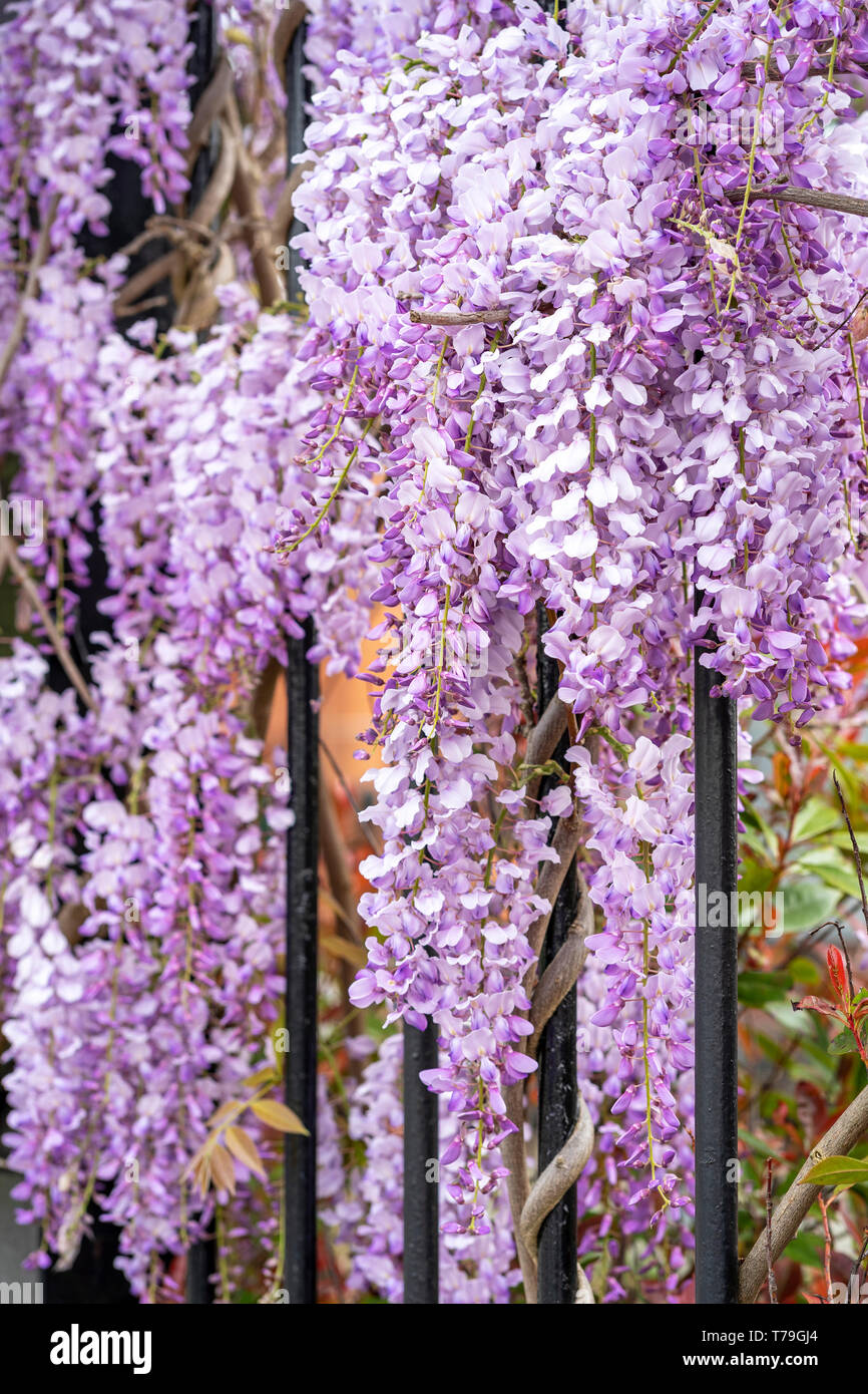 Fiori di glicine crescendo attraverso le ringhiere Foto Stock