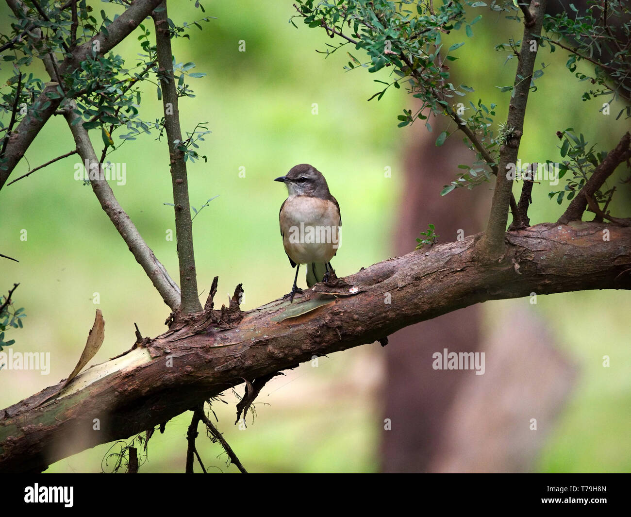 Un bianco-nastrare mockingbird (Mimus triurus) su un ramo di albero in Parque parco Sarmiento, città di Cordoba, Cordoba, Argentina. Foto Stock