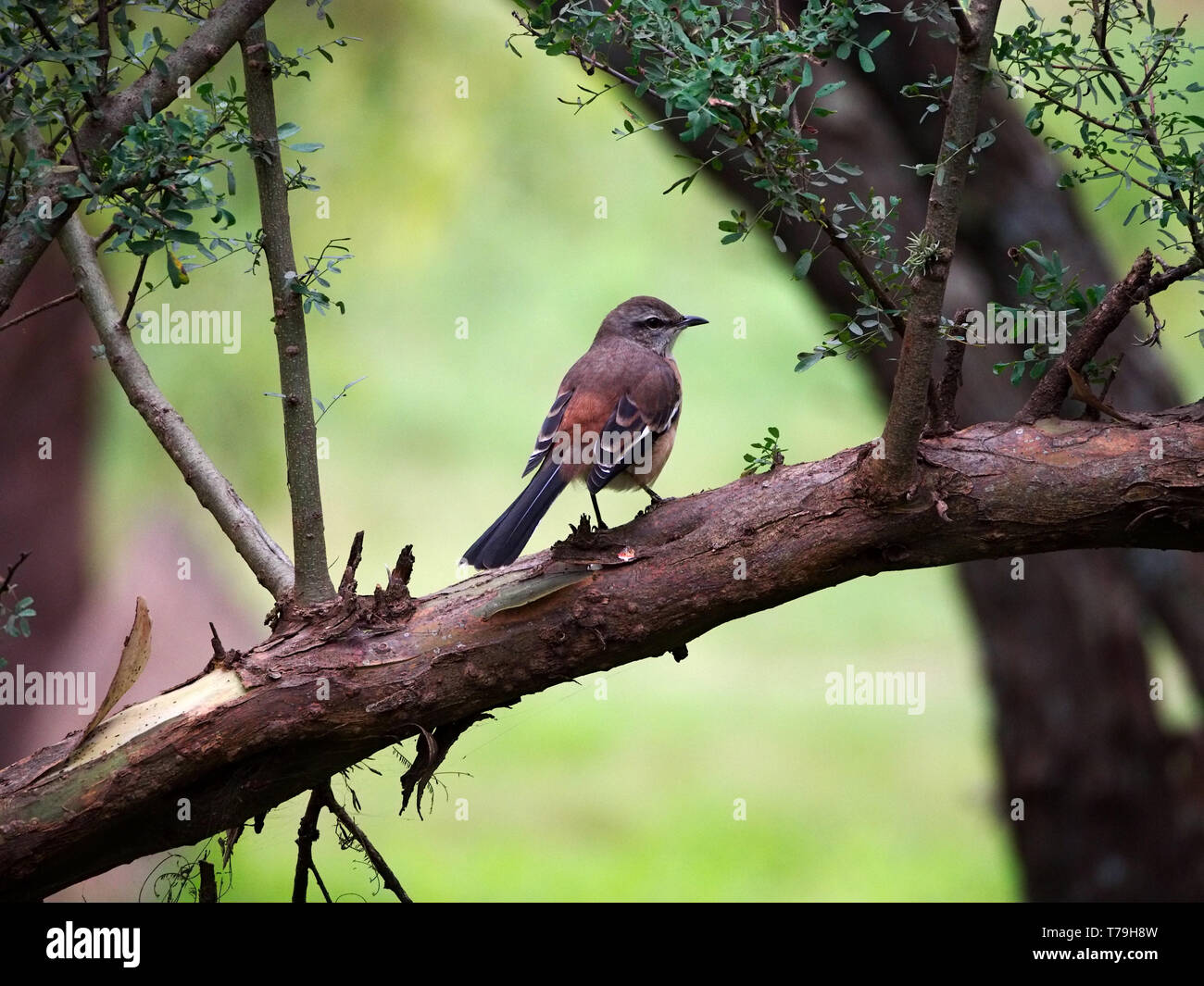 Un bianco-nastrare mockingbird (Mimus triurus) su un ramo di albero in Parque parco Sarmiento, città di Cordoba, Cordoba, Argentina. Foto Stock