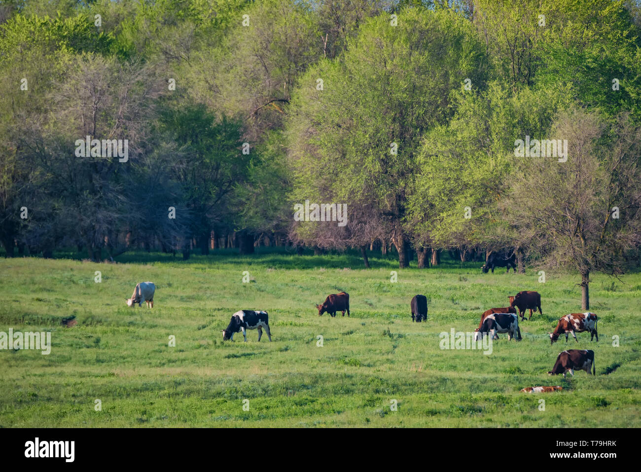 Gruppo di mucche pascolano nella steppa idillico paesaggio Foto Stock