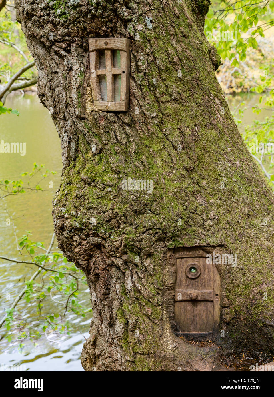 Quikry scolpito porta e finestra nel tronco di albero, storia per bambini trail, Pressmennan legno, East Lothian, Scozia, Regno Unito Foto Stock