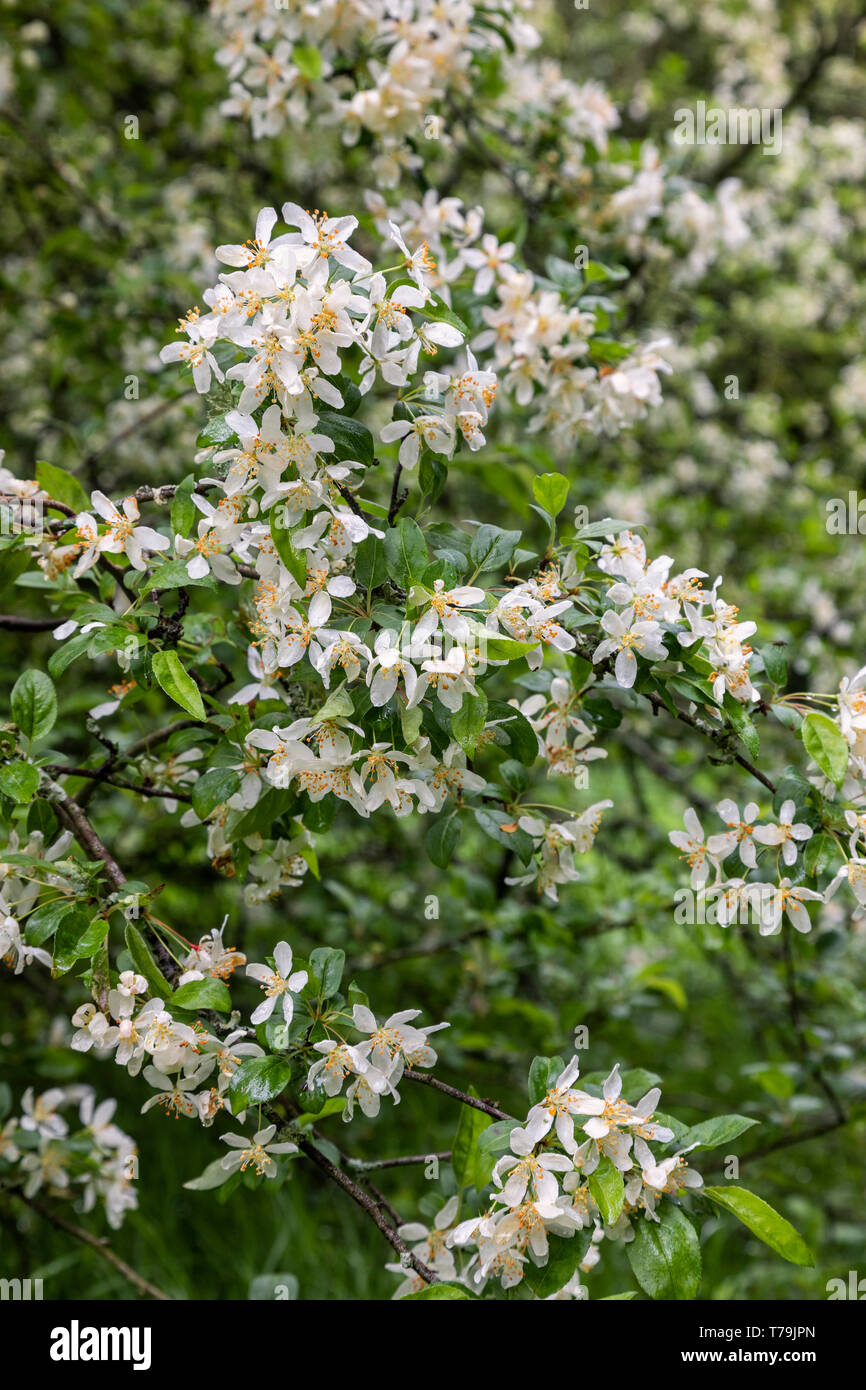 Malus sieboldii - Toringo granchio mela fioritura in un giardino inglese, Inghilterra, Regno Unito Foto Stock