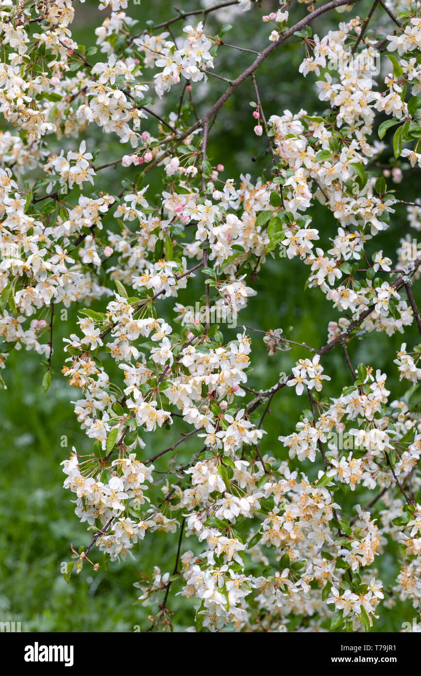Malus sieboldii - Toringo granchio mela fioritura in un giardino inglese, Inghilterra, Regno Unito Foto Stock
