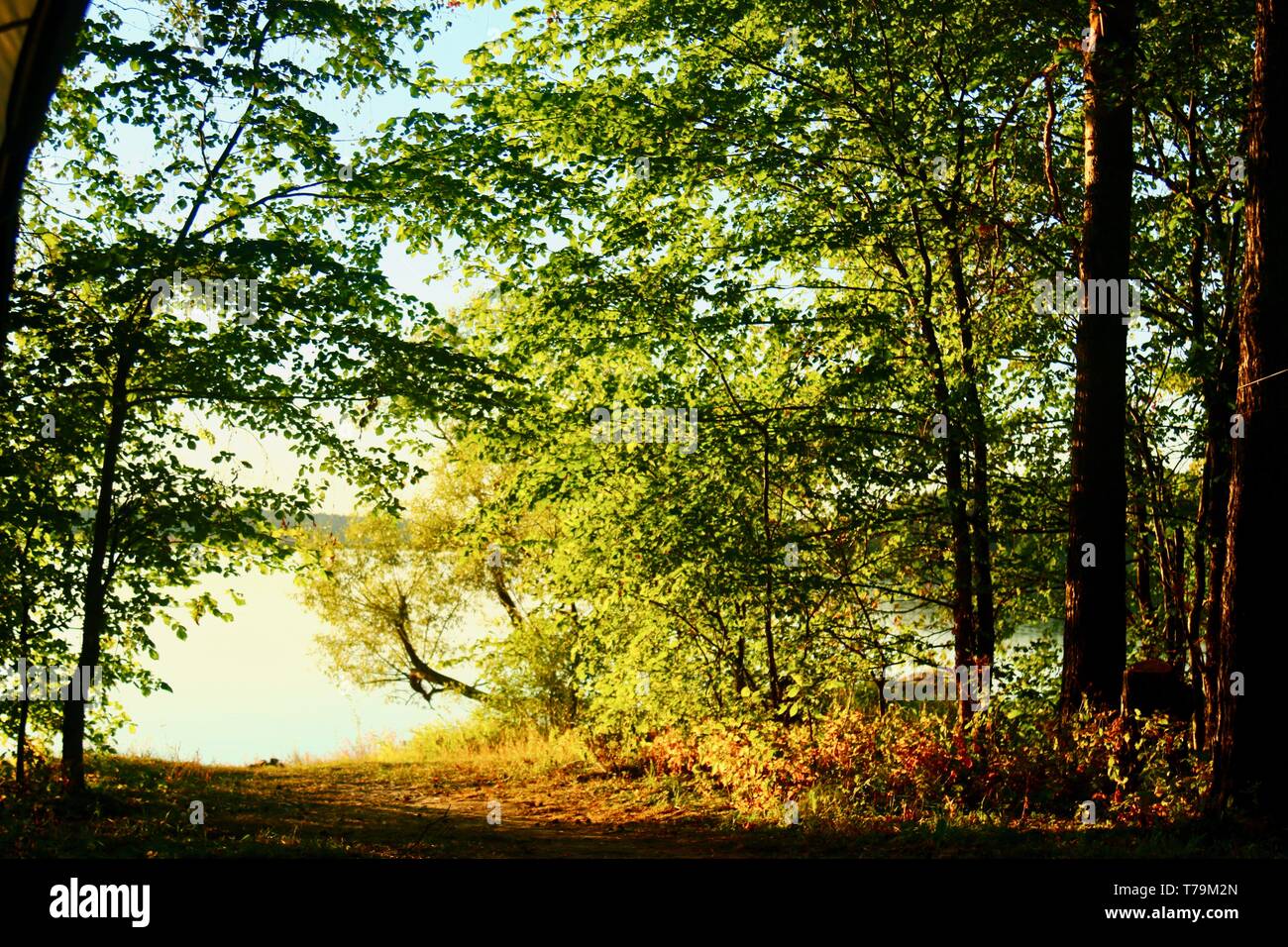 Acqua blu in una foresta lago con pini e alberi di betulla Foto Stock