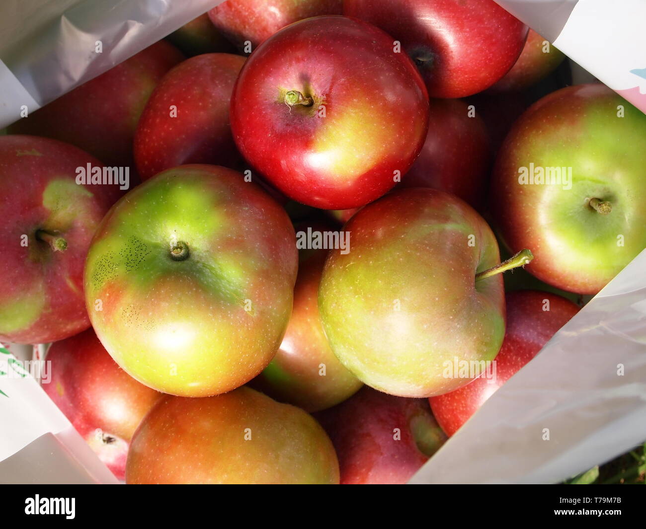 MacIntosh mele fresche raccolte dal frutteto, in un sacchetto. Foto Stock