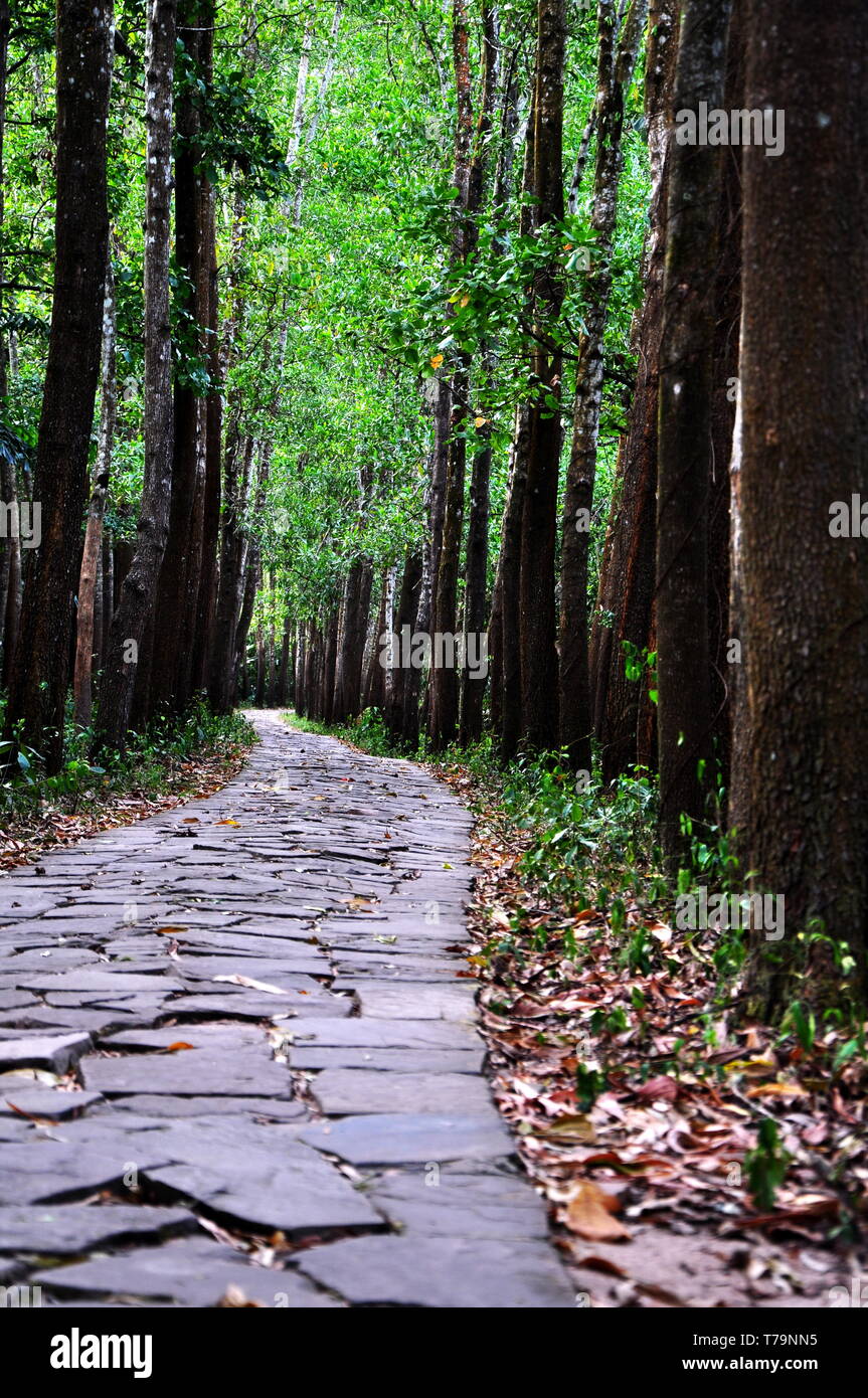 La strada della foresta Foto Stock