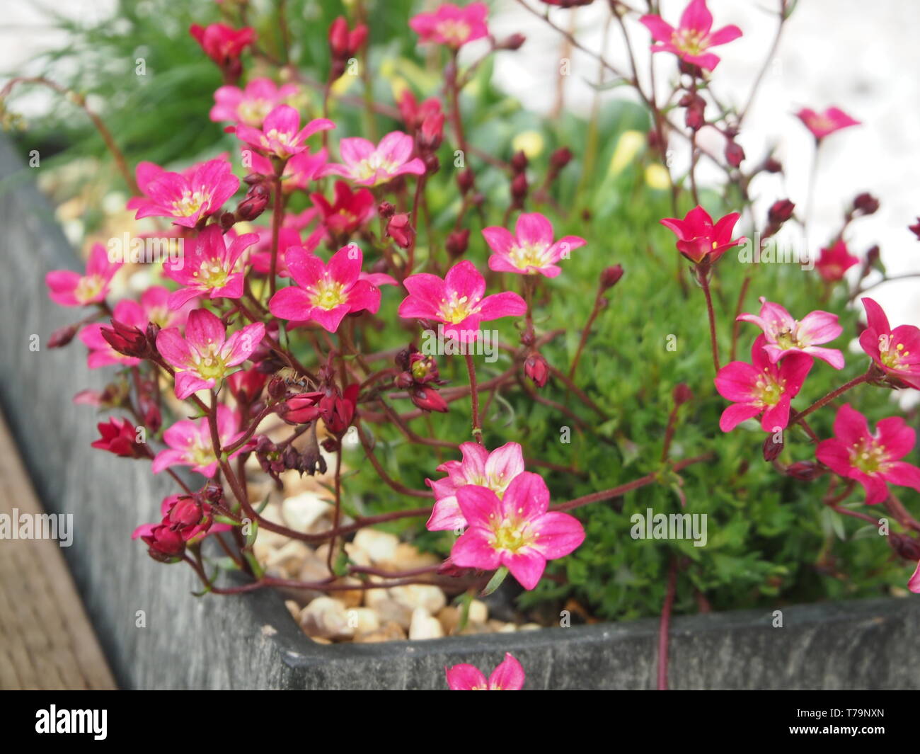 Rosa fiori alpini in crescita in un trogolo, vicino fino Foto Stock