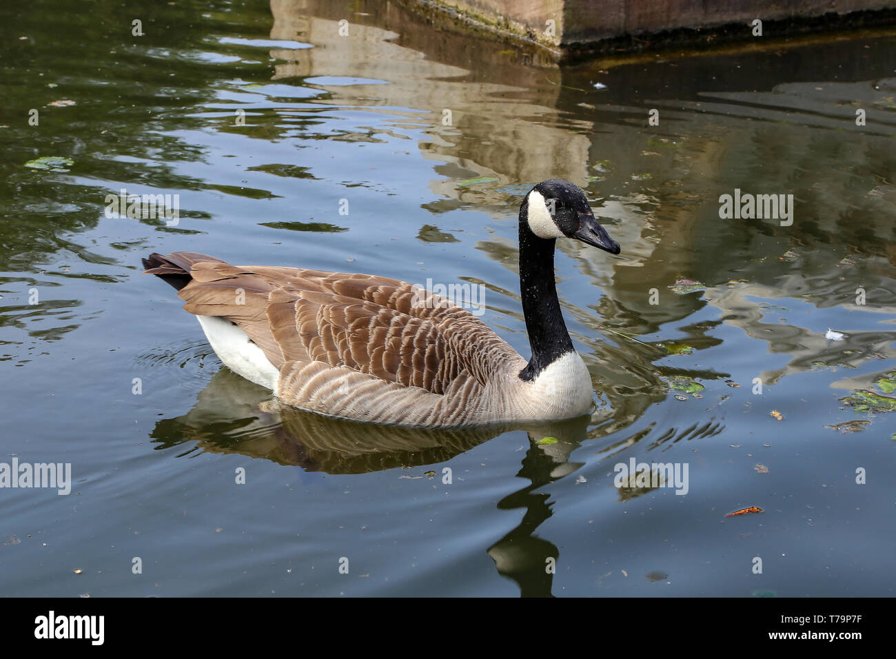 Oca Graylag nuota su uno stagno in un parco della città Foto Stock