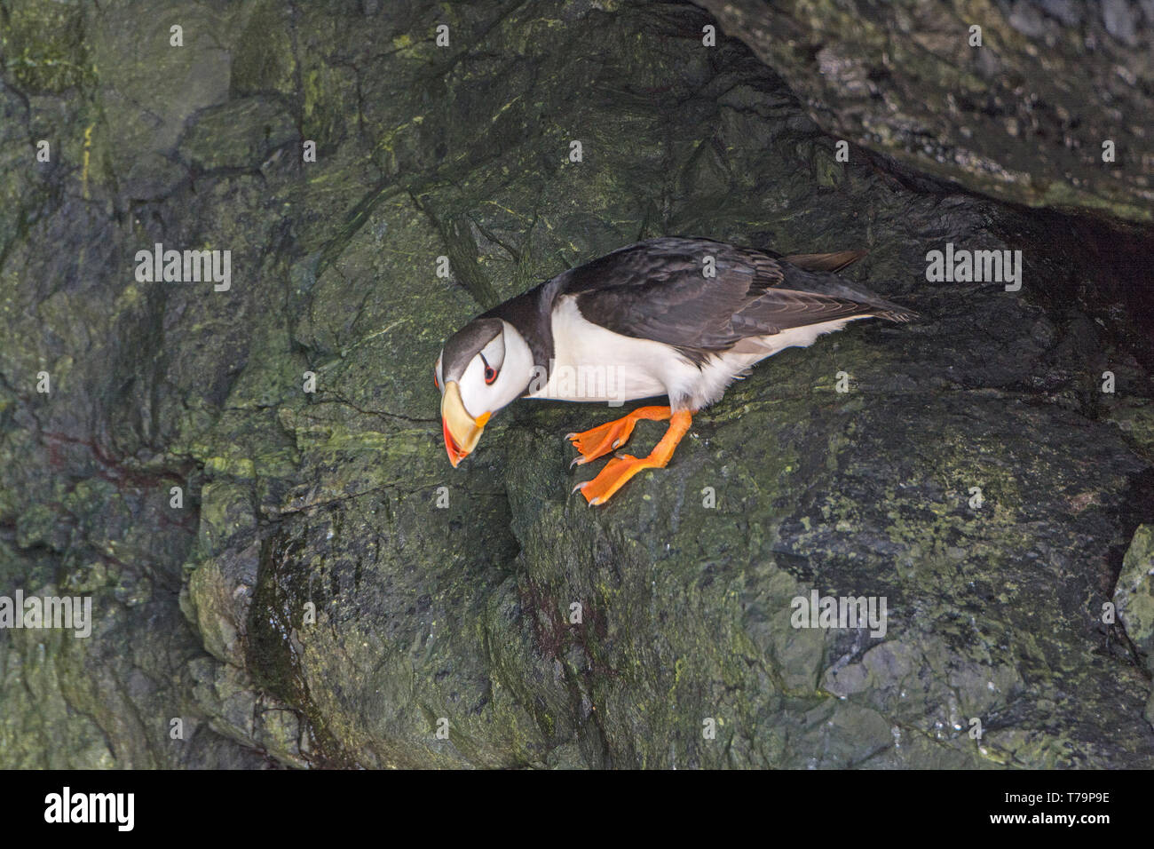 Cornuto Puffin in una grotta costiera in Prince William Sound in Alaska Foto Stock
