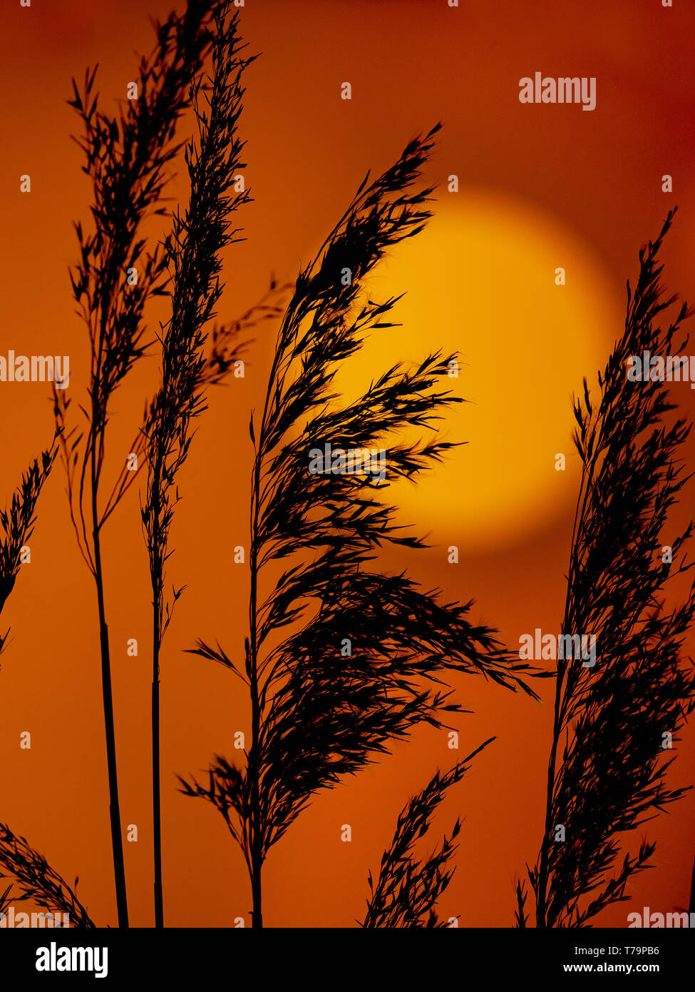 Reed Phragmites communis al tramonto NORFOLK REGNO UNITO Foto Stock
