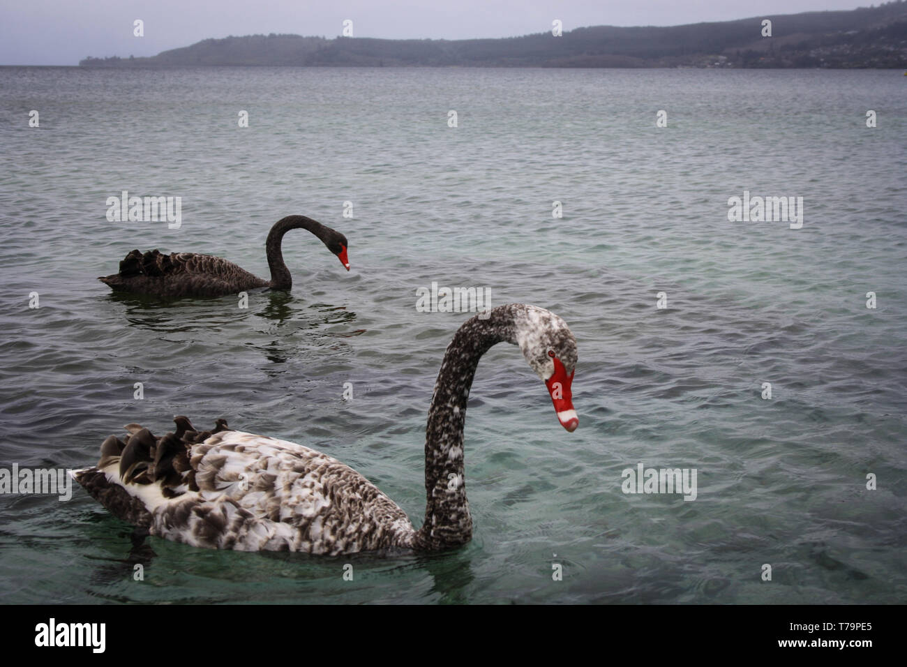 Due cigni neri con becchi rosso nuotare in un lago blu, mountain range in backround, Nuova Zelanda Foto Stock