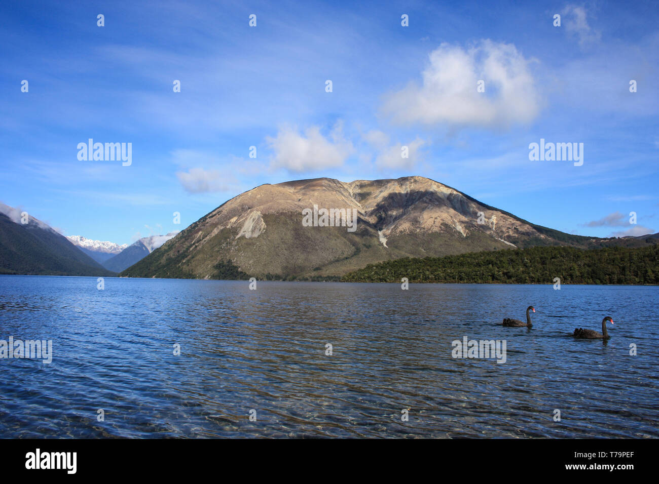 Due cigni neri con becchi rosso nuotare in un lago blu, la gamma della montagna e cielo blu in backround Foto Stock