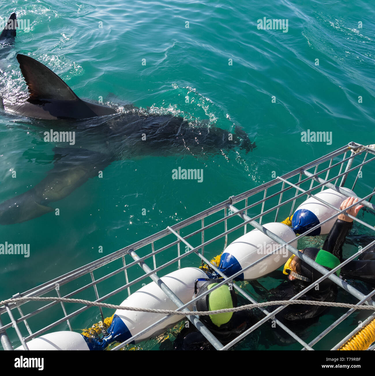 I subacquei in immersione gabbie in Gaansbaai in Sud Africa con un grande squalo bianco avvicinando la gabbia in avventura turistica Foto Stock