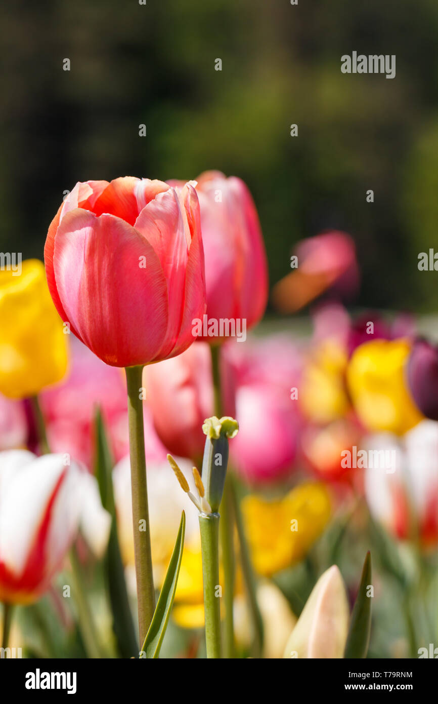 Pink Spring Tulip Flower Vista ravvicinata Foto Stock
