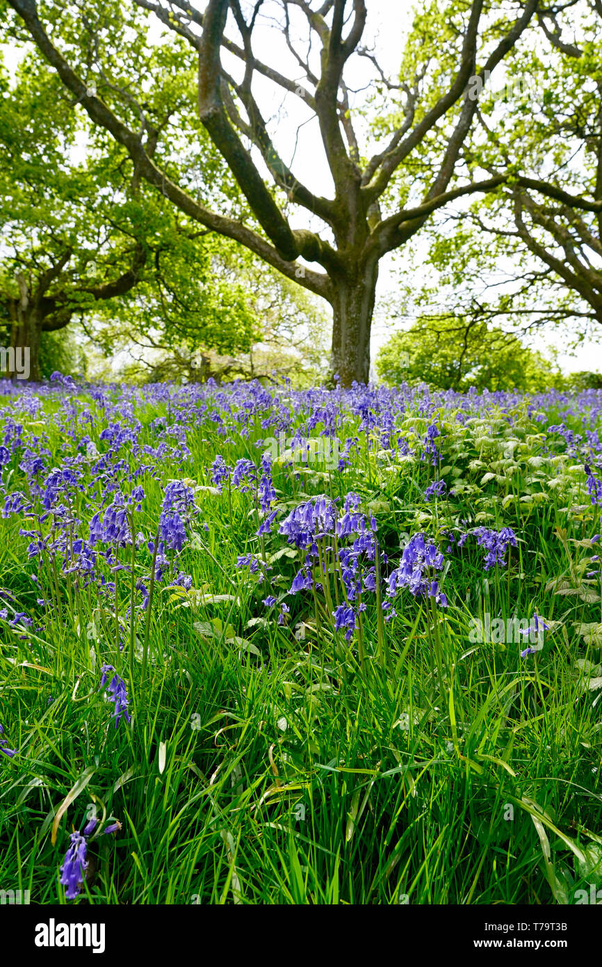 Bluebell wood in una giornata di sole, Inghilterra Foto Stock