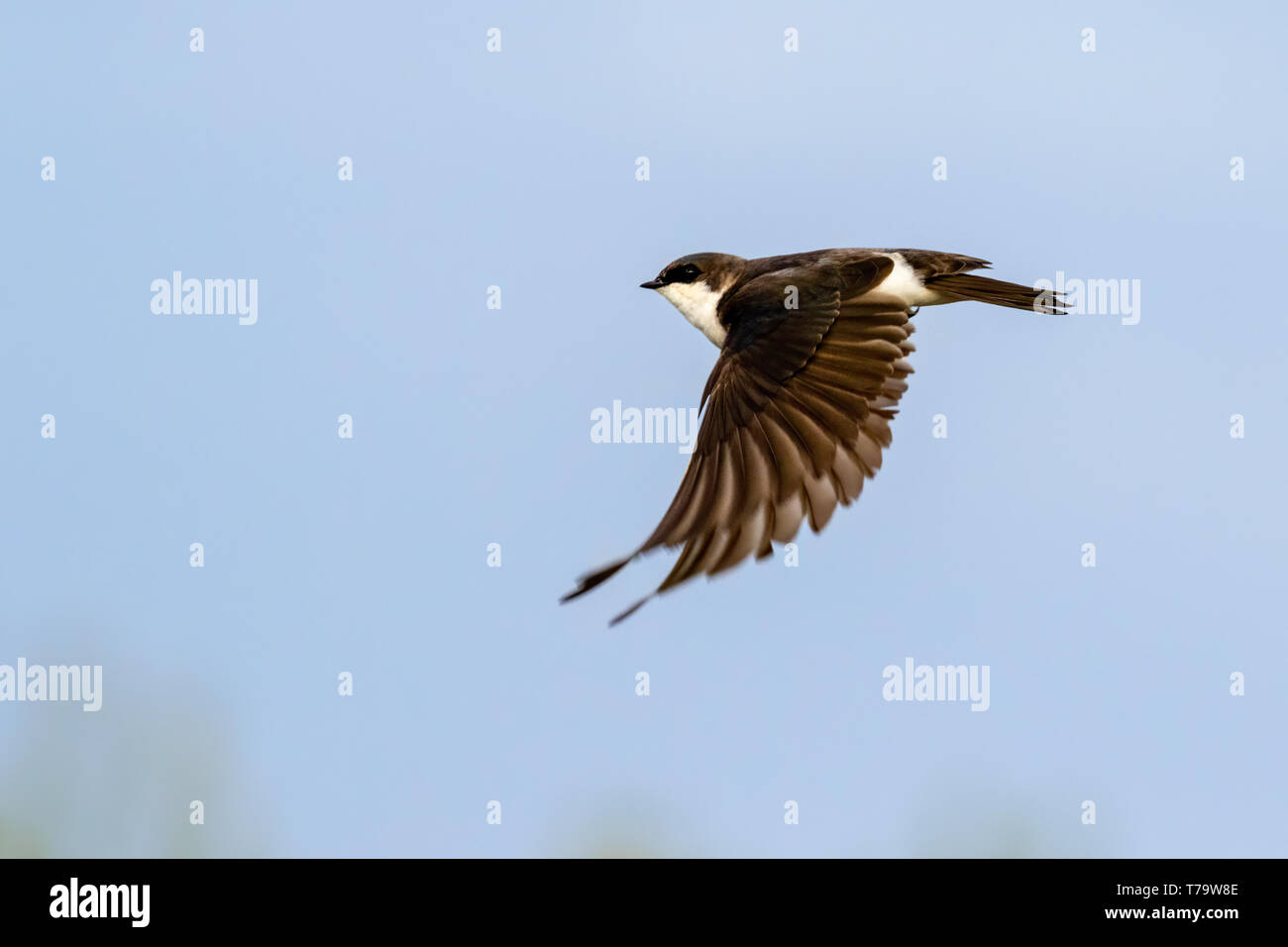 American tree swallow (Tachycineta bicolor) volare nel cielo blu, Iowa, USA Foto Stock
