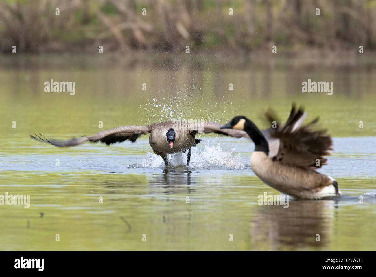 Oche del Canada (Branta canadensis) combattimenti durante la stagione di accoppiamento, Iowa, USA Foto Stock