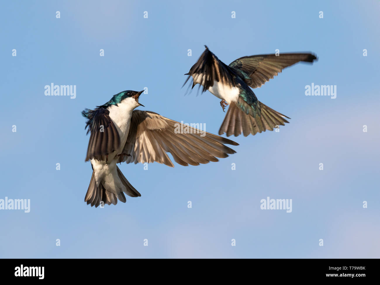 Tree swallow (Tachycineta bicolore) maschi combattimenti nel cielo, Iowa, USA Foto Stock