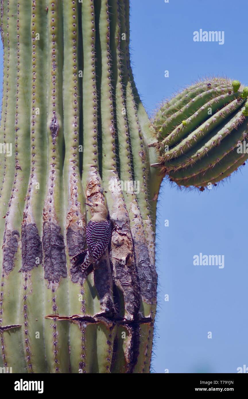 Gila picchi a nido di cactus Saguaro Foto Stock