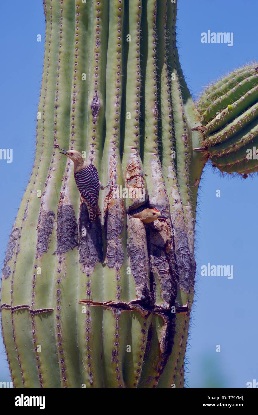 Gila picchi a nido di cactus Saguaro Foto Stock
