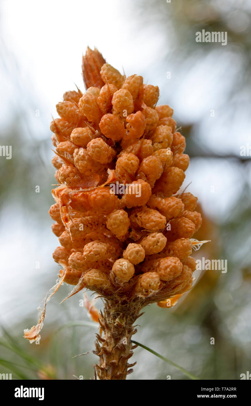 Primo piano di Pinus roxburghii cono maschio Foto Stock