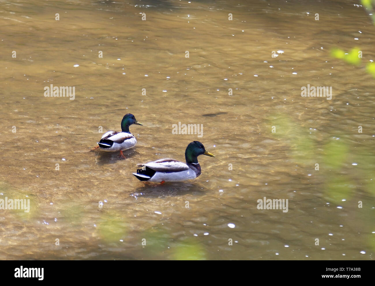 Due i draghetti (maschio germani reali) nuoto in Cherry Creek, Denver Colorado Foto Stock