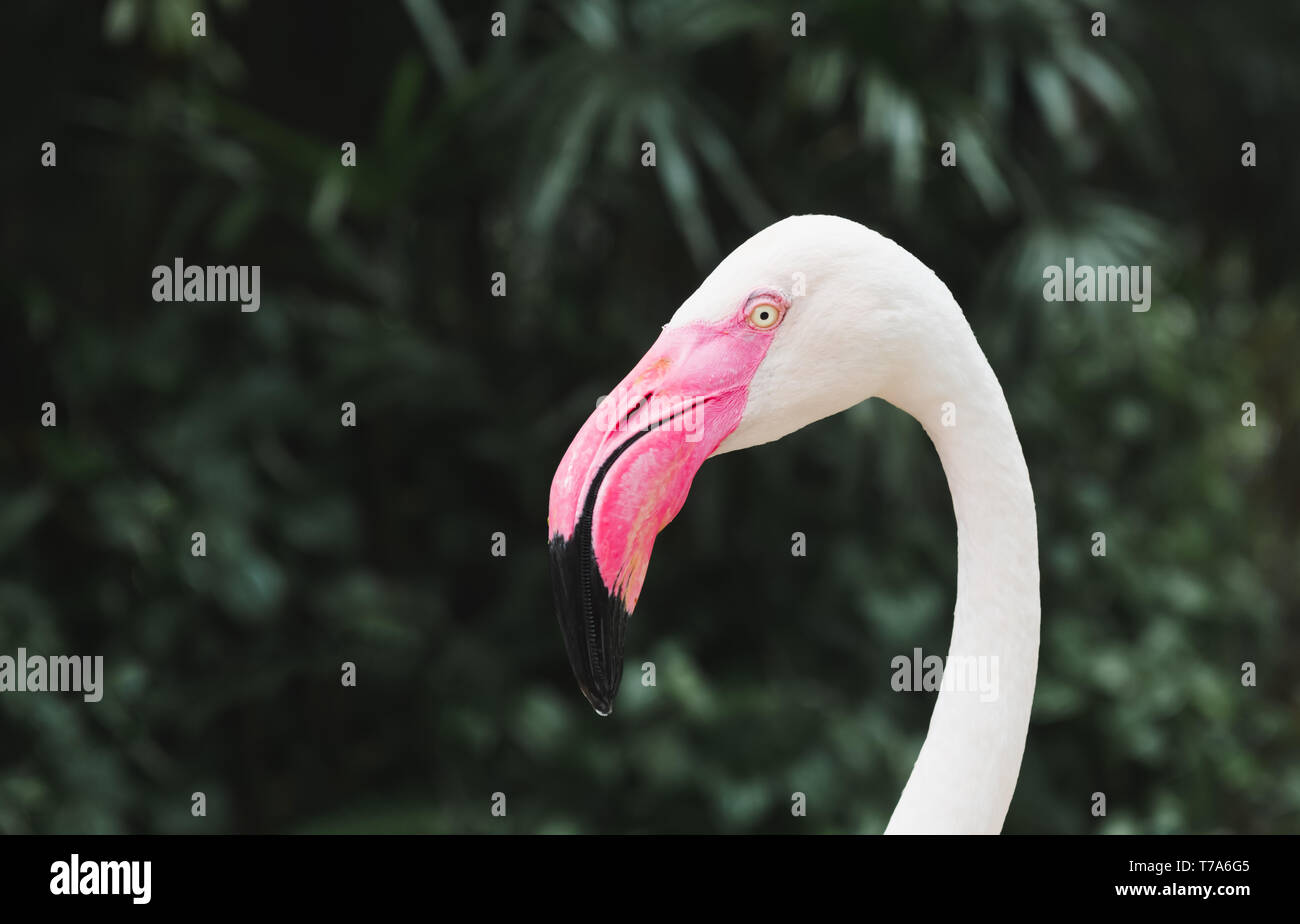 Flamingo bird testa focus con profonda sfondo verde in condizioni di scarsa illuminazione. Foto Stock