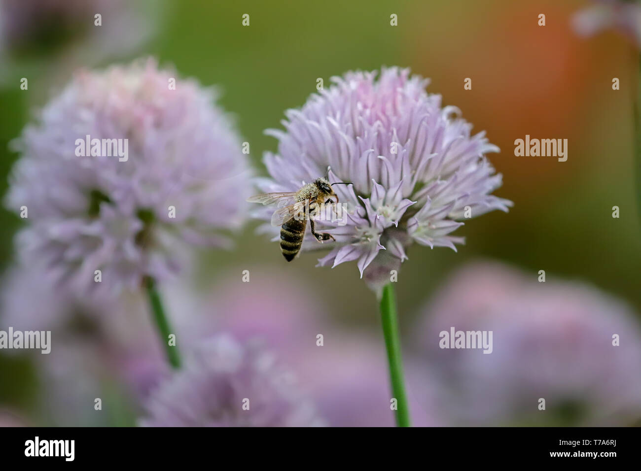 Erba cipollina blossom con battenti bee Foto Stock