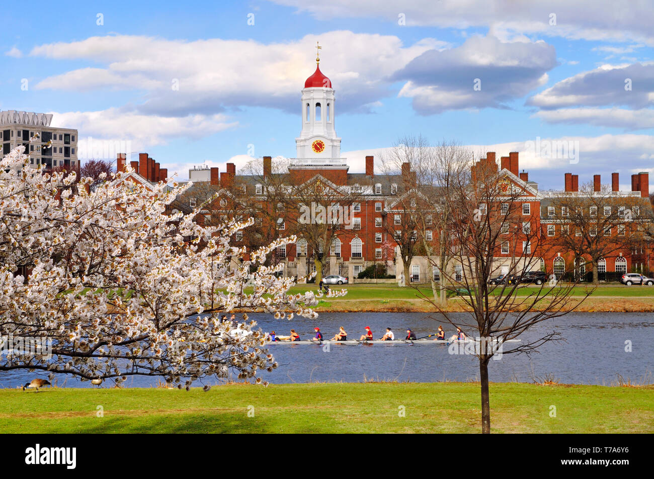 La Harvard University in primavera Foto Stock