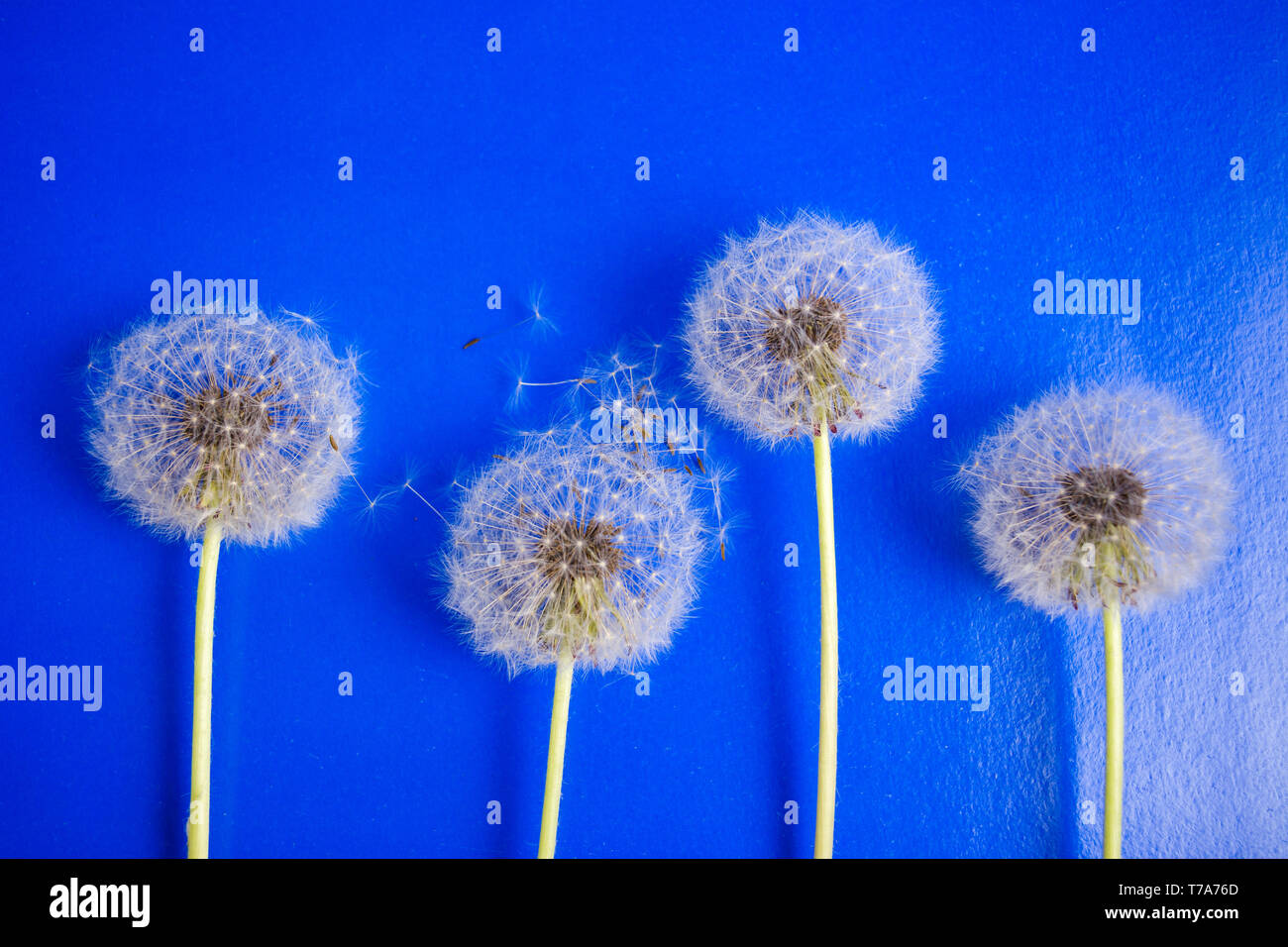 Fiori di tarassaco e semi su sfondo blu Foto Stock