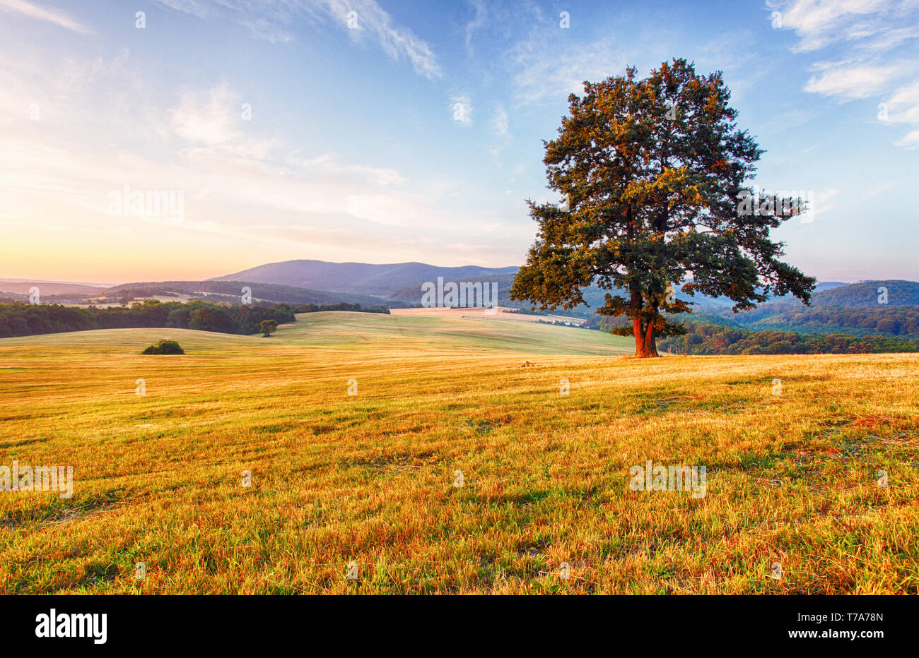 La molla del paesaggio con albero e sun Foto Stock