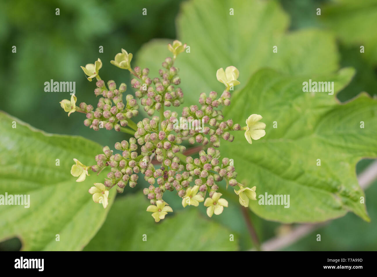 Primi fiori e boccioli di fiori recisi dell'arbusto viburno Rose / Viburnum opulus - le bacche di cui può essere mangiato una volta cotti. Usato nelle cure a base di erbe. Foto Stock