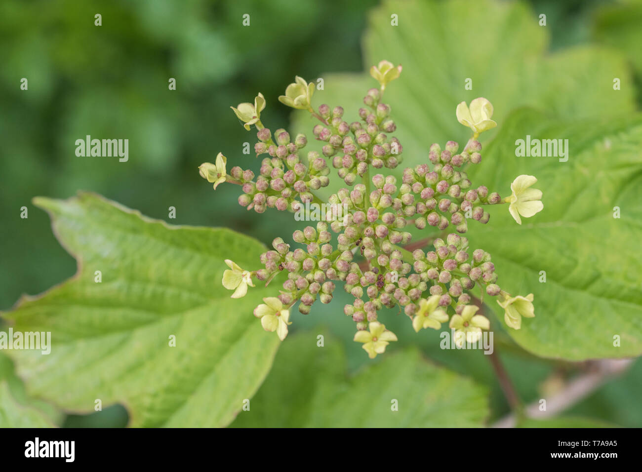 Primi fiori e boccioli di fiori recisi dell'arbusto viburno Rose / Viburnum opulus - le bacche di cui può essere mangiato una volta cotti. Usato nelle cure a base di erbe. Foto Stock