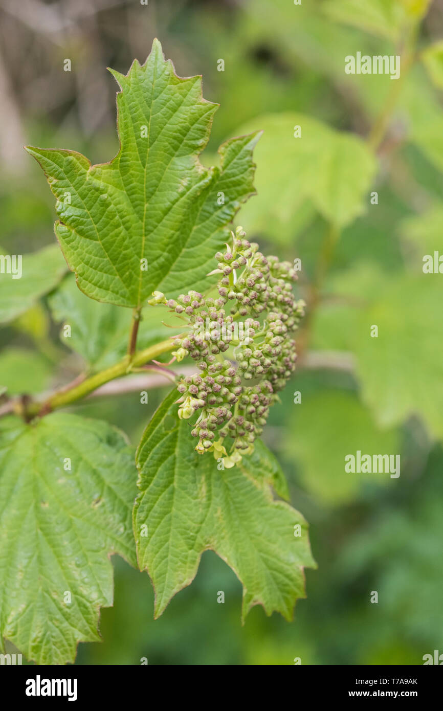 Primi fiori e boccioli di fiori recisi dell'arbusto viburno Rose / Viburnum opulus - le bacche di cui può essere mangiato una volta cotti. Usato nelle cure a base di erbe. Foto Stock