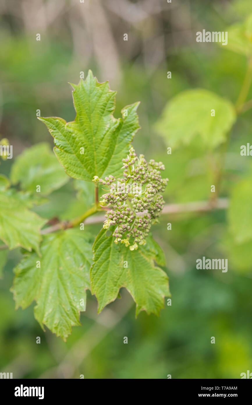 Primi fiori e boccioli di fiori recisi dell'arbusto viburno Rose / Viburnum opulus - le bacche di cui può essere mangiato una volta cotti. Usato nelle cure a base di erbe. Foto Stock