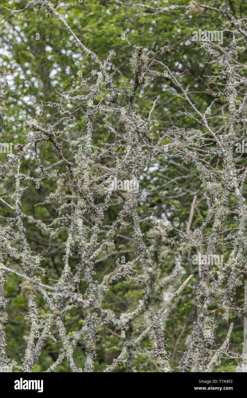 Verde pallido lichen sui ramoscelli di albero. A quanto pare un segno di aria pulita. Foto Stock