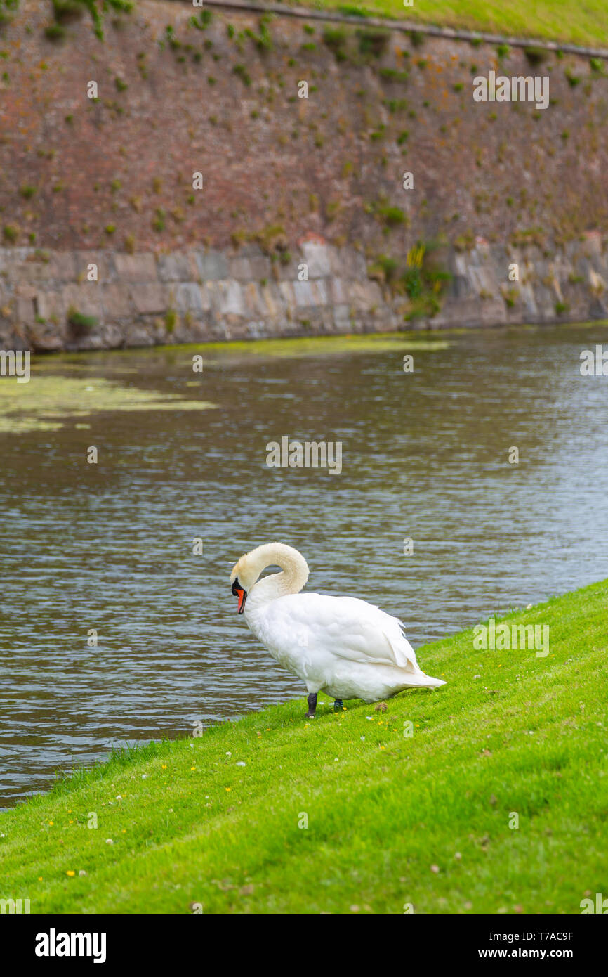 Swan vicino il fossato di protezione con acqua intorno al castello. Swan è appoggiato vicino al laghetto. Il Castello di Kronborg la città di Helsingor, Danimarca Foto Stock